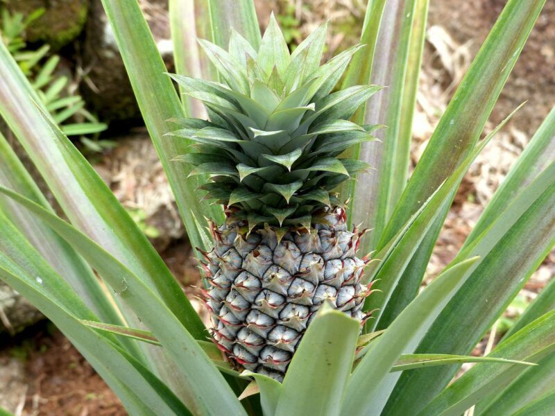 pineapple plant whole fresh close-up nutrition ppma