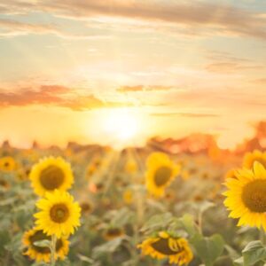 This image shows a bright rising sun glowing upon a vast sunflower field. PPMA. Private Physicians Medical Associates