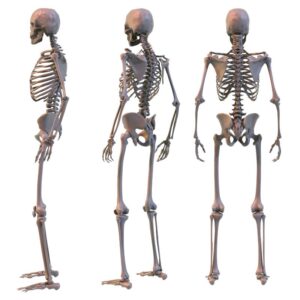 The image shows three human skeletons: one turned to its right, the next 1/2 facing the back, and the third facing the back. The Importance of Vitamin D. Vitamin D. PPMA. Private Physicians Medical Associates