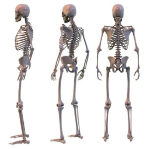 The image shows three human skeletons: one turned to its right, the next 1/2 facing the back, and the third facing the back. The Importance of Vitamin D. Vitamin D. PPMA. Private Physicians Medical Associates