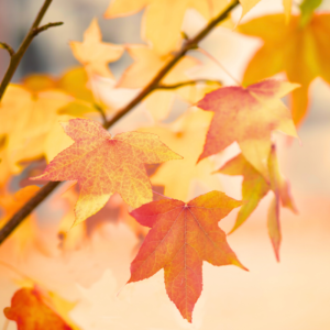 Image of yellow and orange leaves of autumn. PPMA. Private Physicians Medical Associates. Concierge Medicine.
