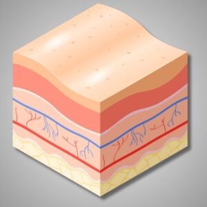 This is a graphic rendering showing the layers of the epidermis.