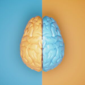 A graphic design of the human brain; the background is half blue, half yellow. Atop that is a model of the brain in the same colors on the opposite color background (yellow on blue blue on yellow)
