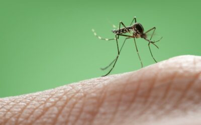 West Nile Virus: What You Need to Know