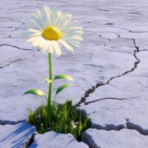 flower breaking through cement